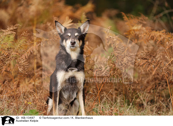 Australian Kelpie / Australian Kelpie / KB-13487