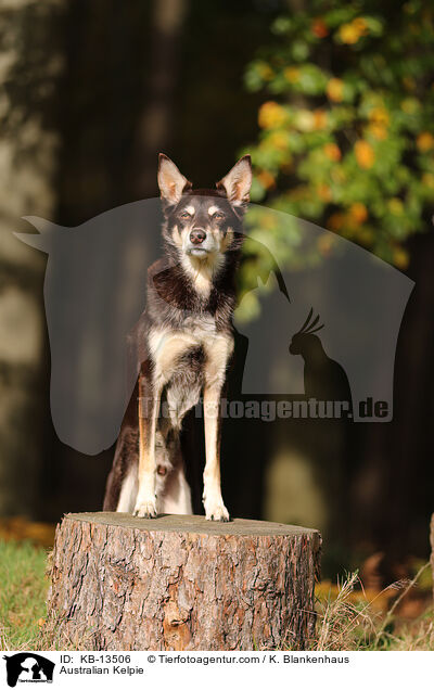 Australian Kelpie / Australian Kelpie / KB-13506