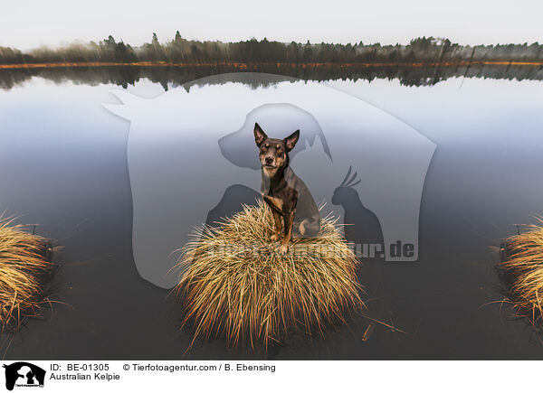 Australian Kelpie / Australian Kelpie / BE-01305