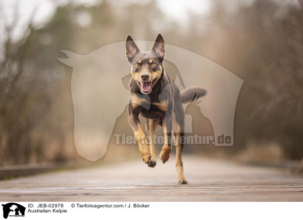 Australian Kelpie / Australian Kelpie / JEB-02979