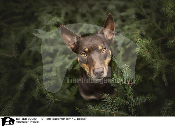 Australian Kelpie / Australian Kelpie / JEB-02980