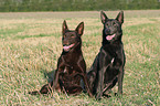 sitting Australian Kelpie