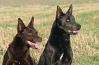 Australian Kelpie Portrait