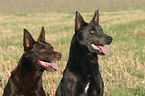 Australian Kelpie Portrait