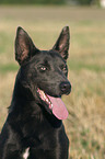 Australian Kelpie Portrait