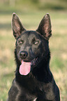 Australian Kelpie Portrait