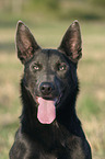 Australian Kelpie Portrait