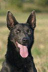 Australian Kelpie Portrait