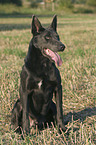 sitting Australian Kelpie