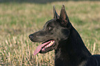 Australian Kelpie Portrait