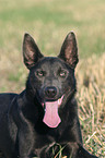 Australian Kelpie Portrait