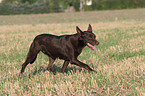 trotting Australian Kelpie