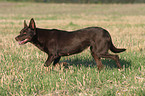 trotting Australian Kelpie