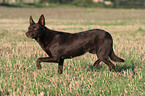 trotting Australian Kelpie