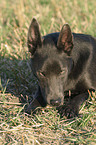 lying Australian Kelpie