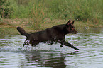 running Australian Kelpie