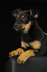 Australian Kelpie Puppy