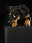 Australian Kelpie Puppy