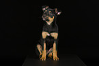 Australian Kelpie Puppy