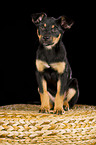 Australian Kelpie Puppy