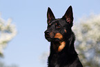 Australian Kelpie Portrait