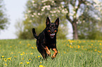 running Australian Kelpie