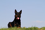 lying Australian Kelpie