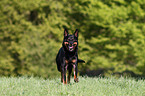 running Australian Kelpie