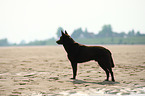 Australian Kelpie