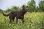 Australian Kelpie