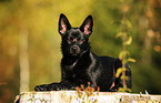 lying Australian Kelpie