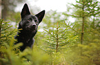 Australian Kelpie Portrait