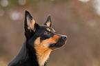 young Australian Kelpie