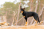 young Australian Kelpie