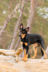young Australian Kelpie