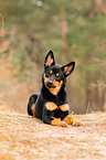 young Australian Kelpie