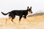 young Australian Kelpie
