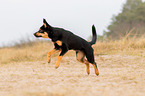 young Australian Kelpie