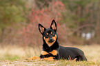 young Australian Kelpie