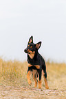 young Australian Kelpie