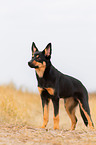 young Australian Kelpie