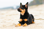 Australian Kelpie Puppy