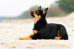 Australian Kelpie Puppy