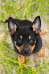 Australian Kelpie Puppy