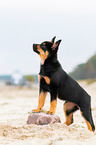 Australian Kelpie Puppy