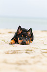 Australian Kelpie Puppy