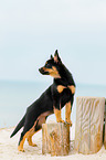 Australian Kelpie Puppy