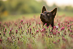 brown Australian Kelpie