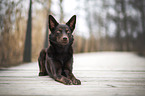 female Australian Kelpie