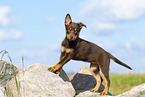 Australian Kelpie Puppy